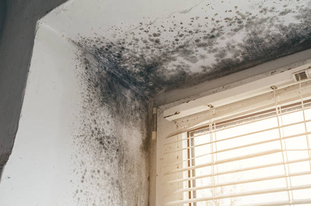 Affordable Mold Inspection And Testing solutions in Hanscom AFB, MA